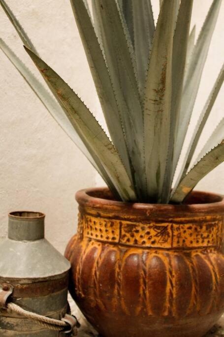 New Mex Inspired Bo-Ho Chic Apartment With Private Patio And Roof Terrace เม็กซิโกซิตี้ ภายนอก รูปภาพ